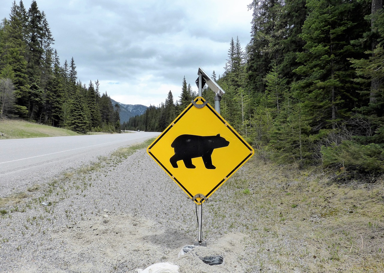 road sign warning bear free photo