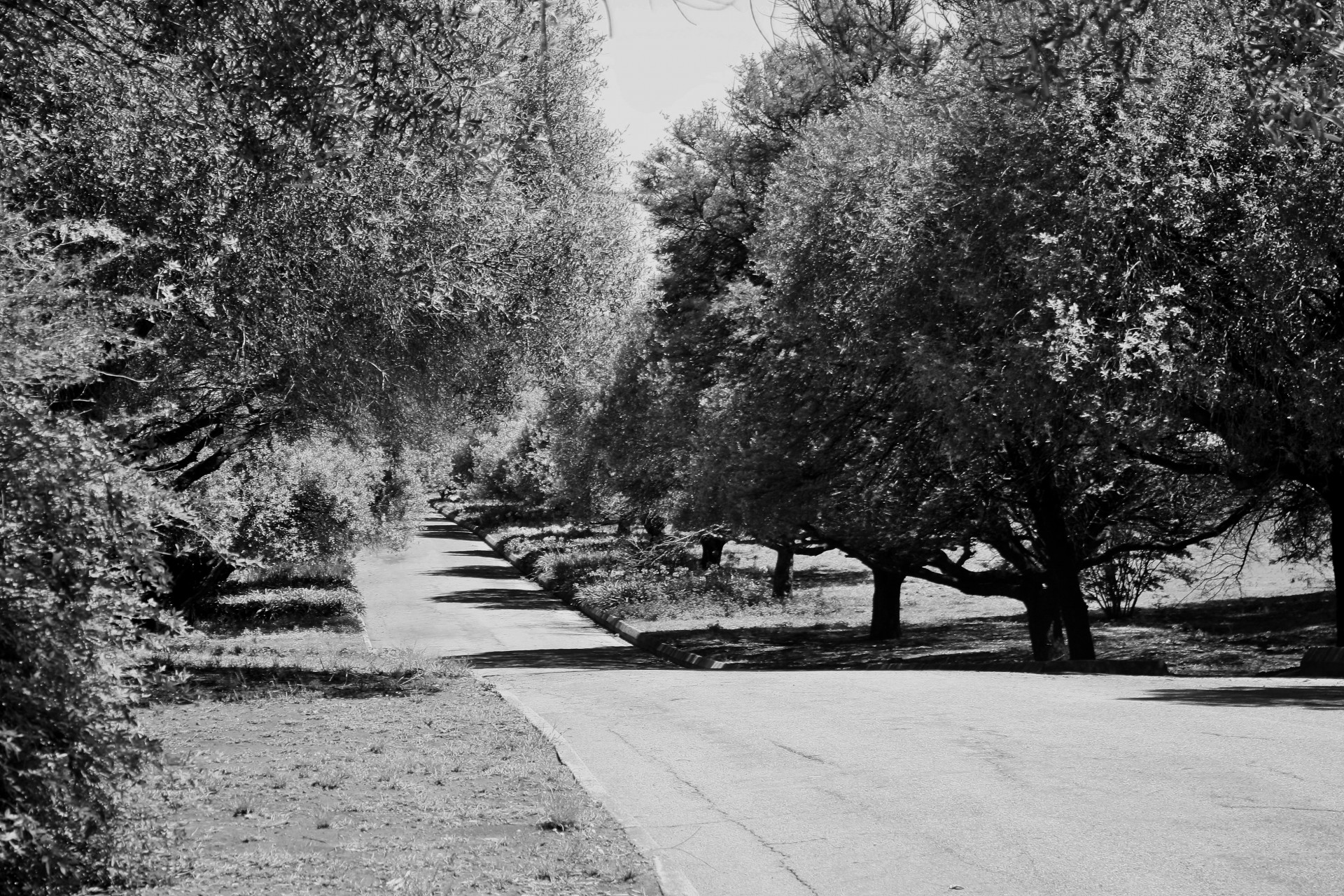 black white road trees free photo