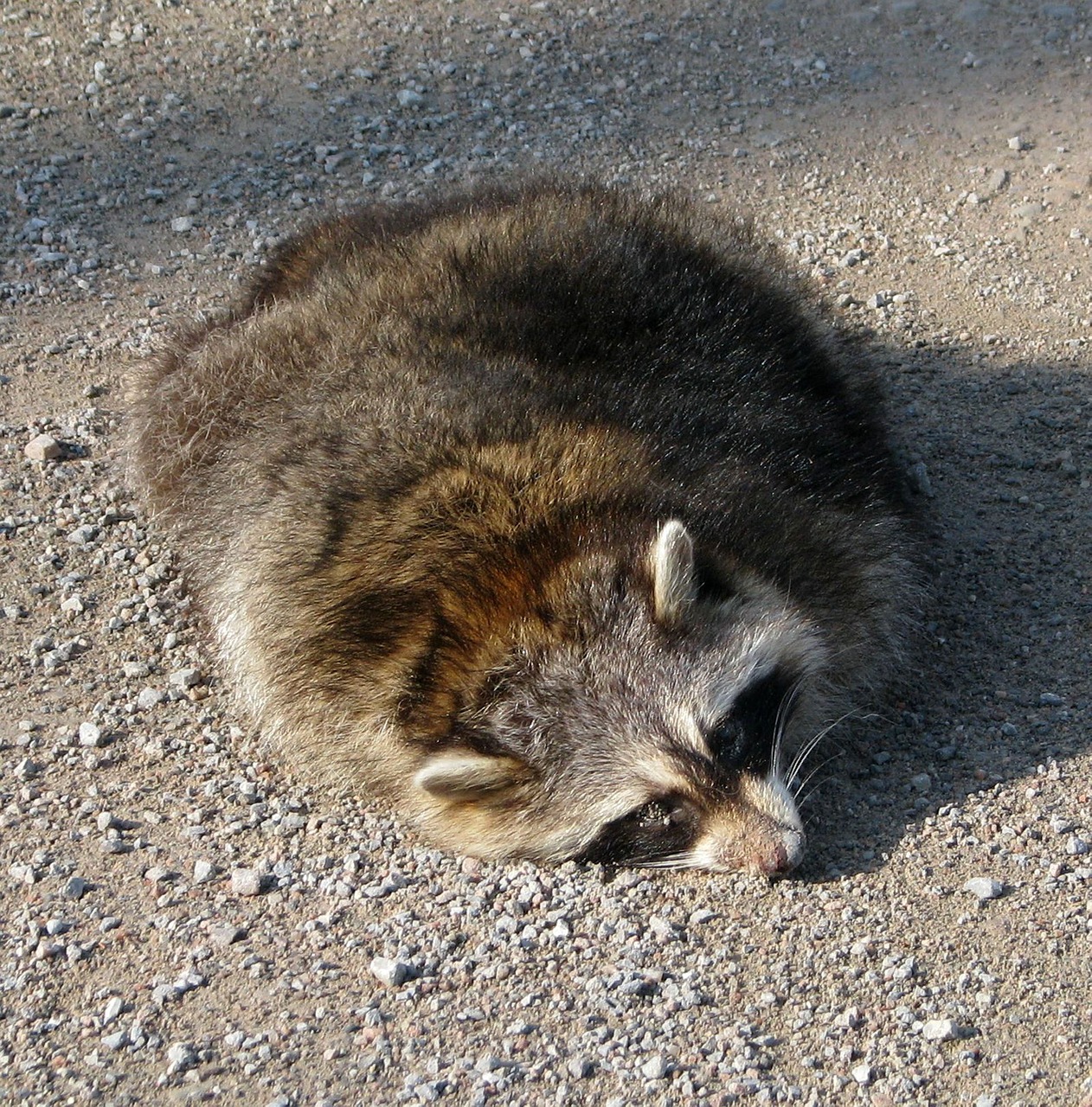 roadkill common raccoon north american raccoon free photo