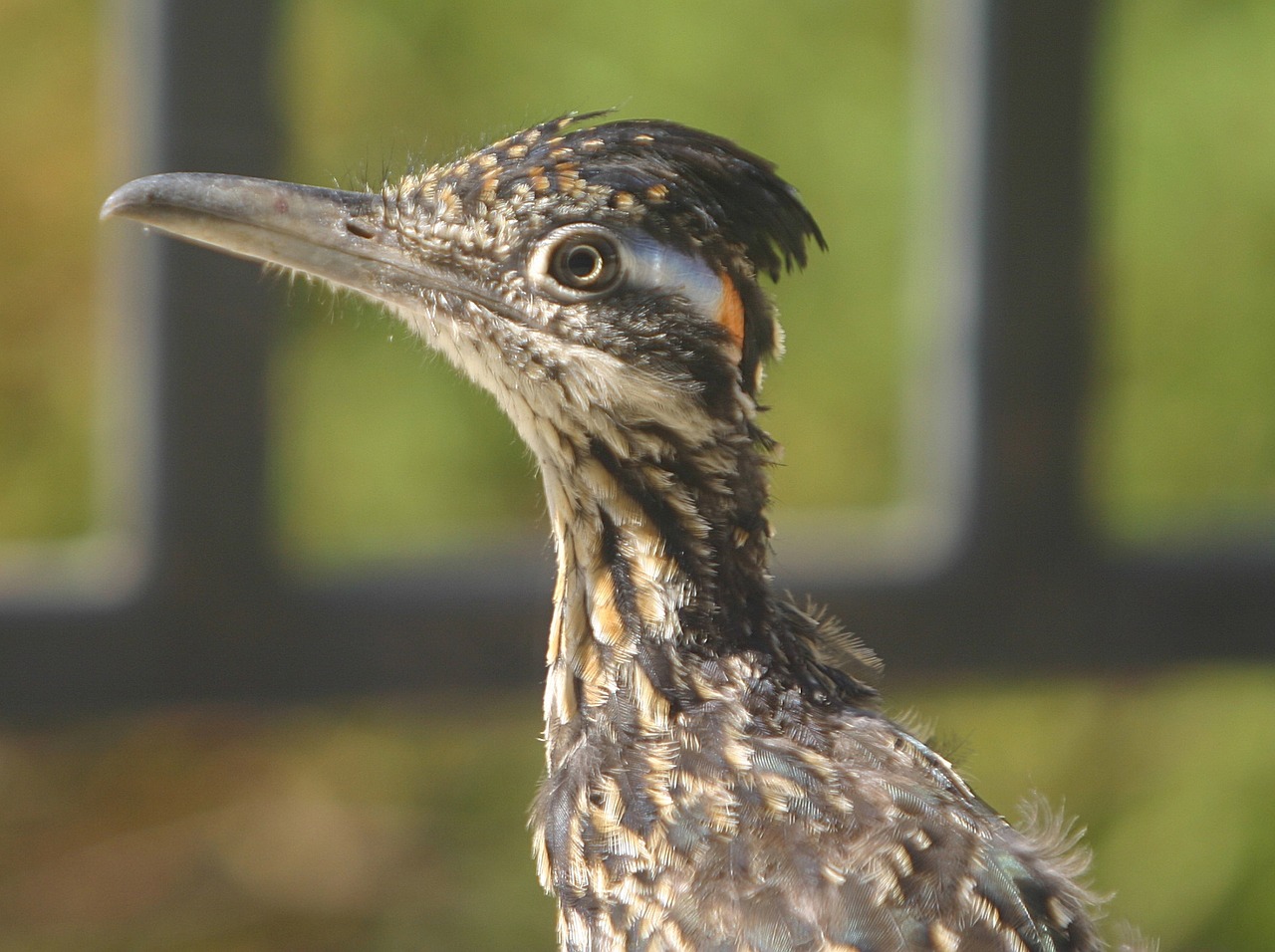 roadrunner bird wildlife free photo