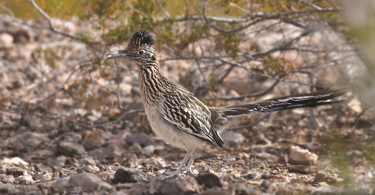 roadrunner bird chaparral free photo