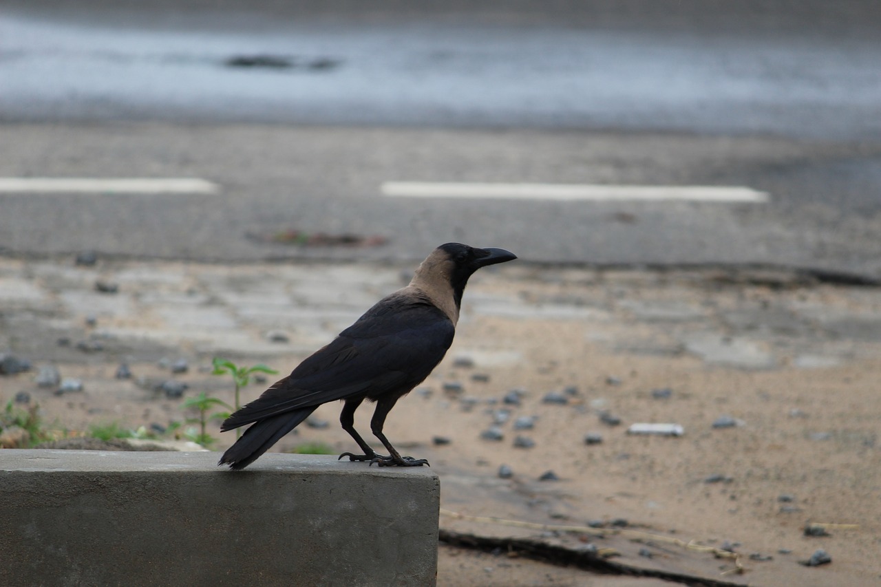 roadside crow alone free photo