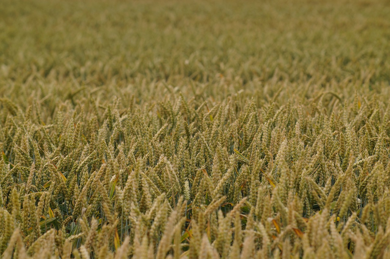 roadside  greenery  field free photo