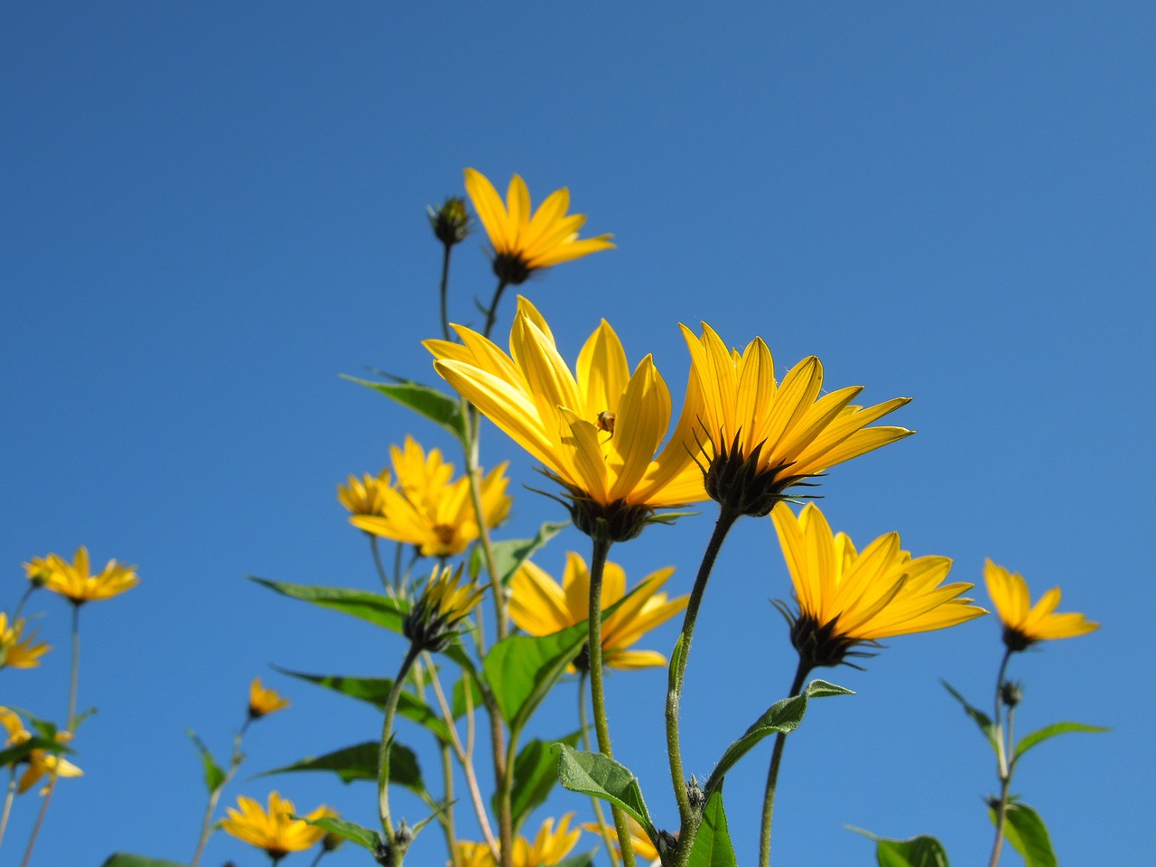 roadside  wild flowers  summer free photo