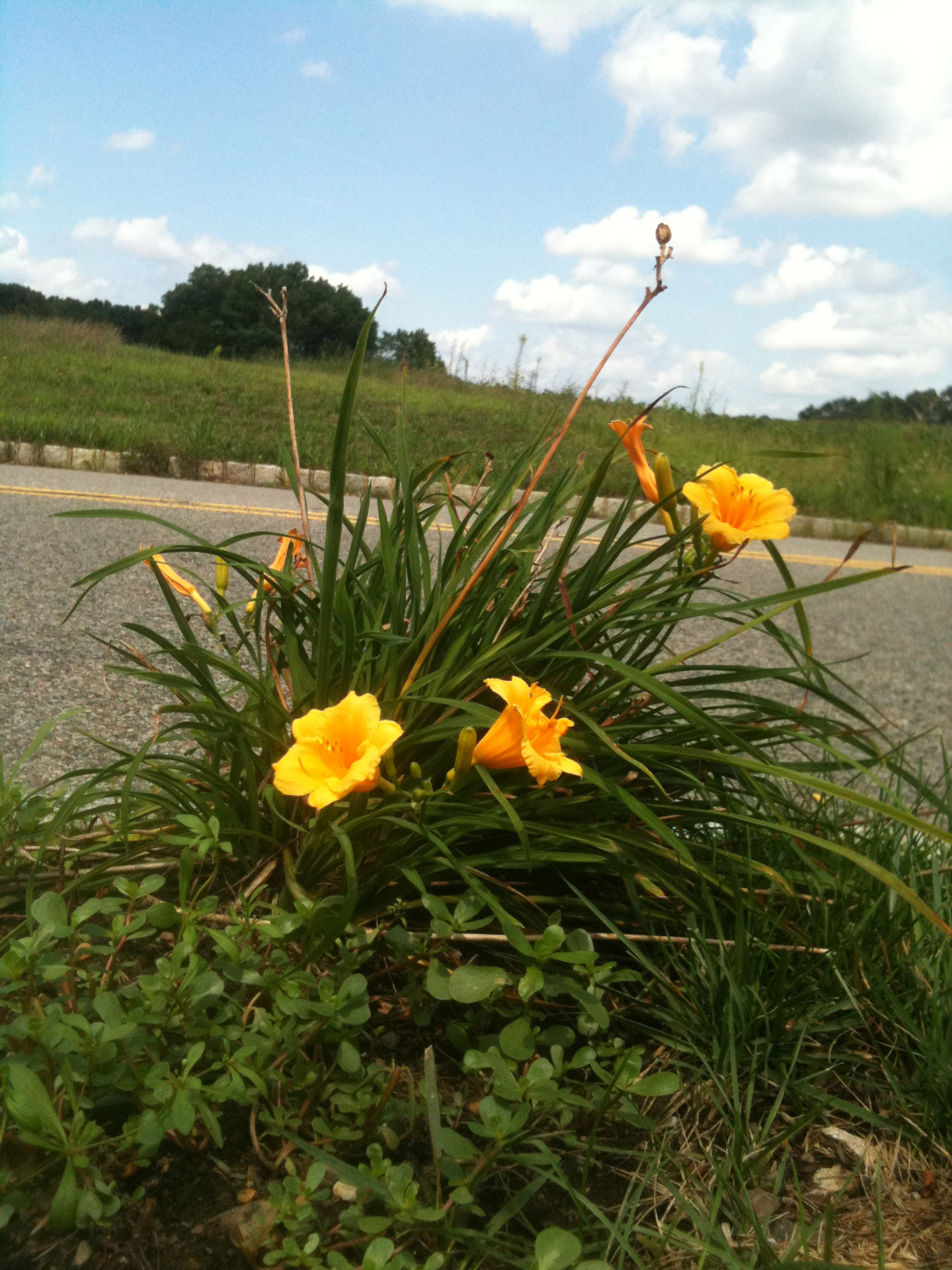 Придорожные цветы. Цветок желтый придорожный. Желтые цветы у дорог. Цветущие придорожные травы.
