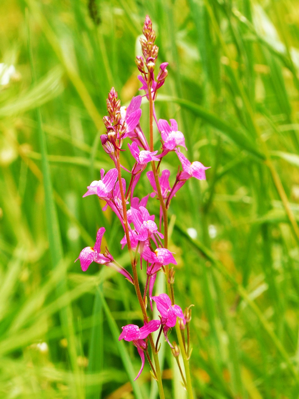 roadside toadflax purpurblütiges toadflax linum free photo