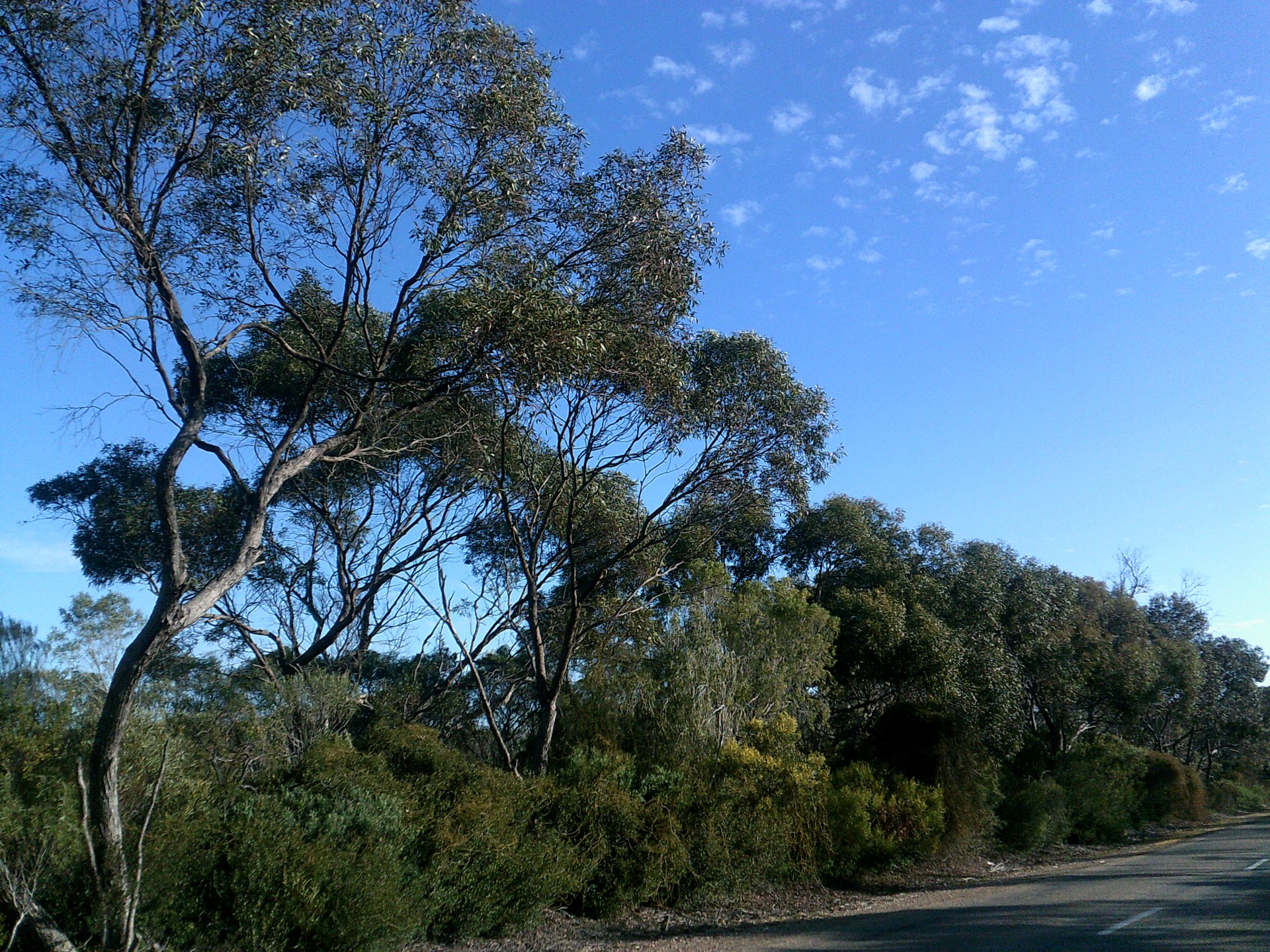 mallee trees bushes free photo