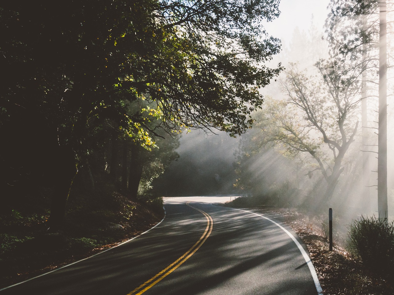 roadway foggy forest free photo