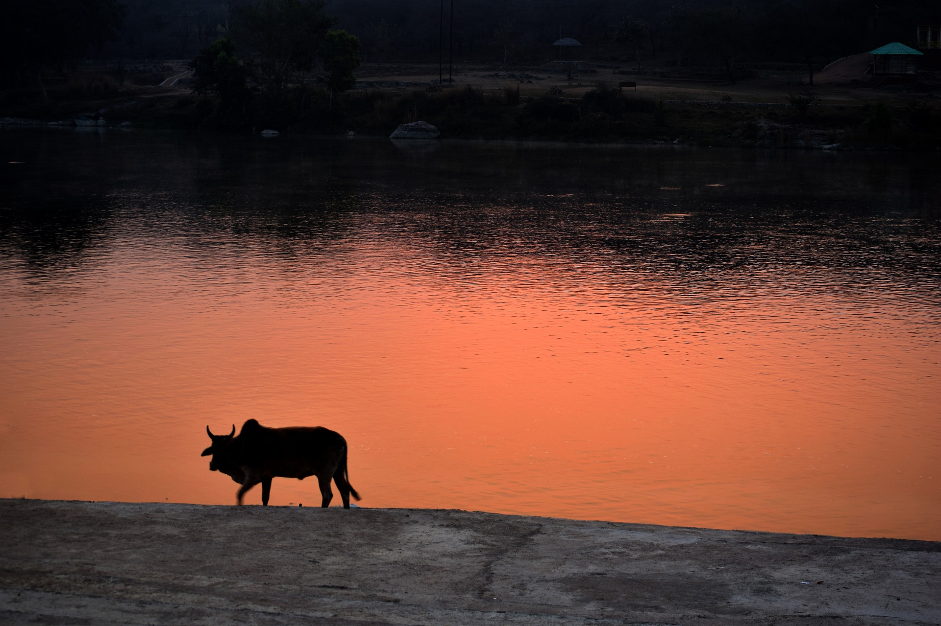 cow animal river free photo
