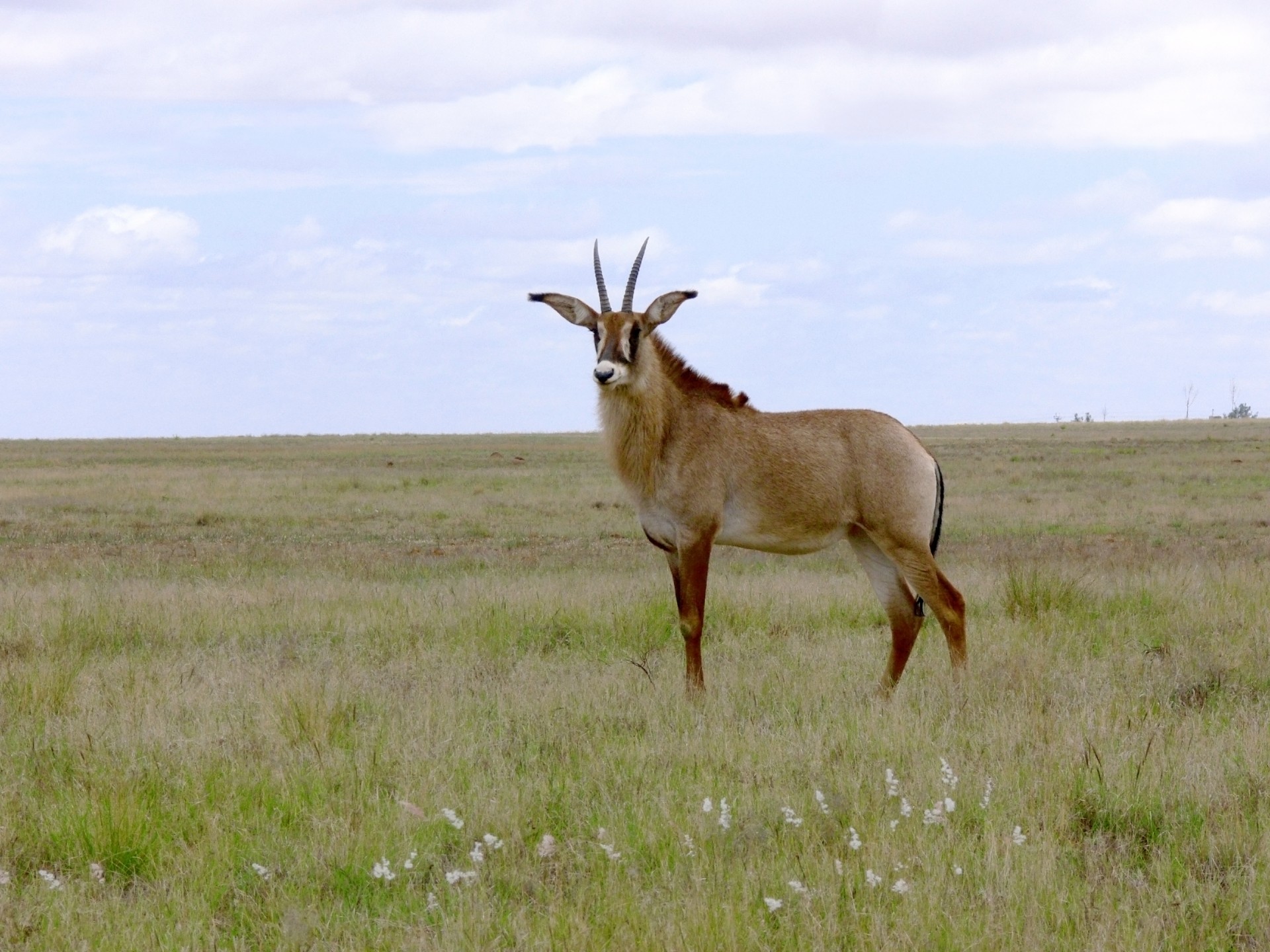 buck antelope roan antelope free photo