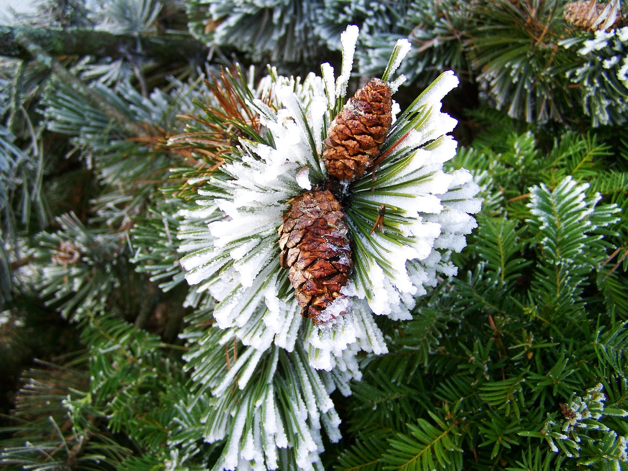 roan fenyőág winter rime free photo