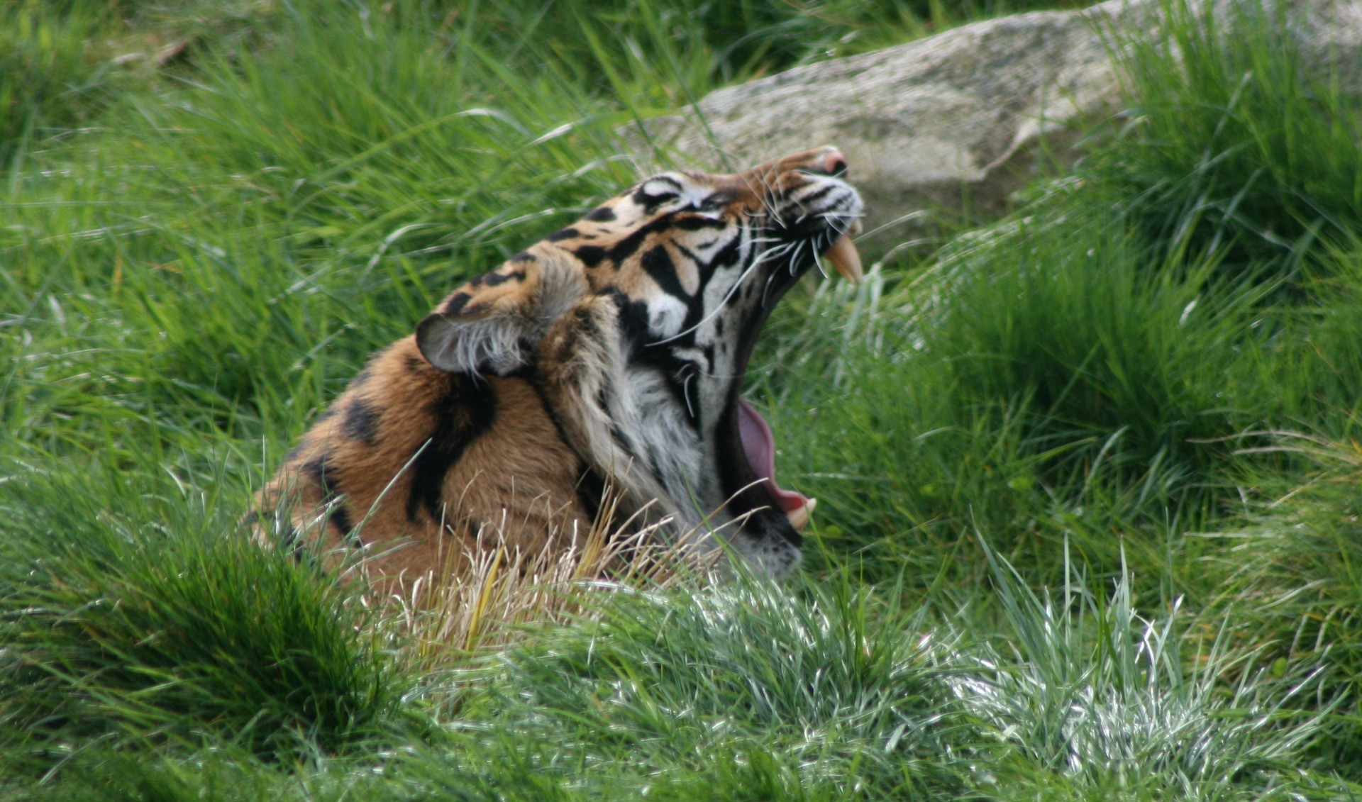 tiger yawn growl free photo