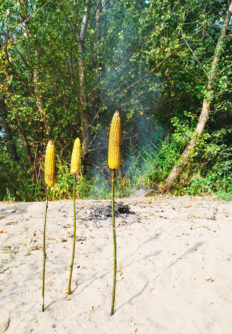 roasted corn nature stick free photo