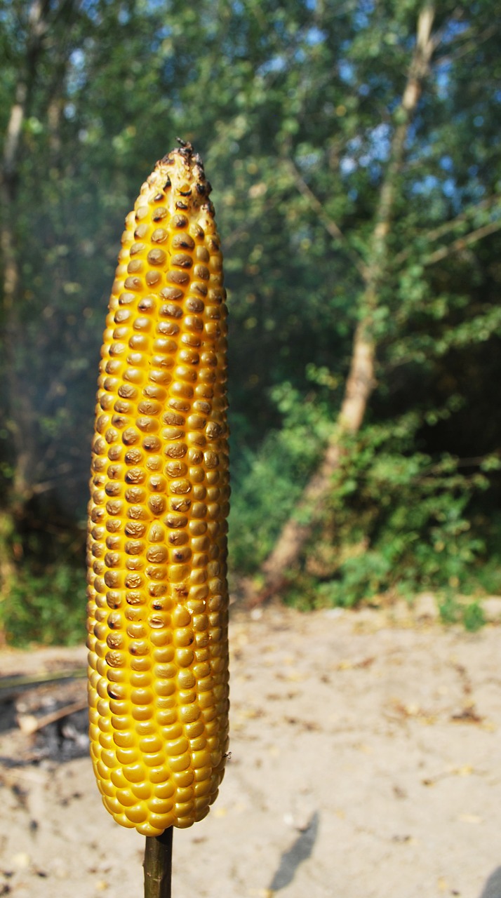 roasted corn nature stick free photo