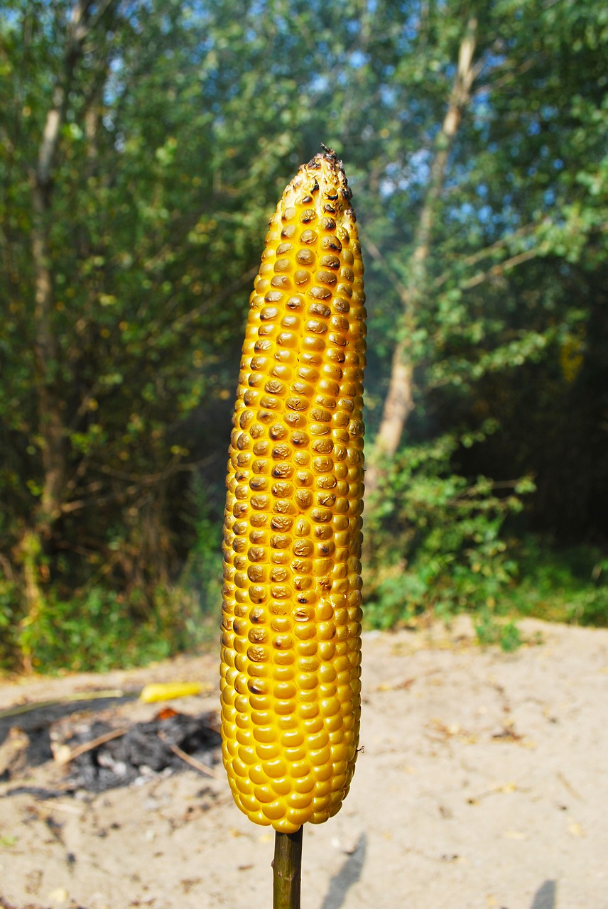 roasted corn nature stick free photo