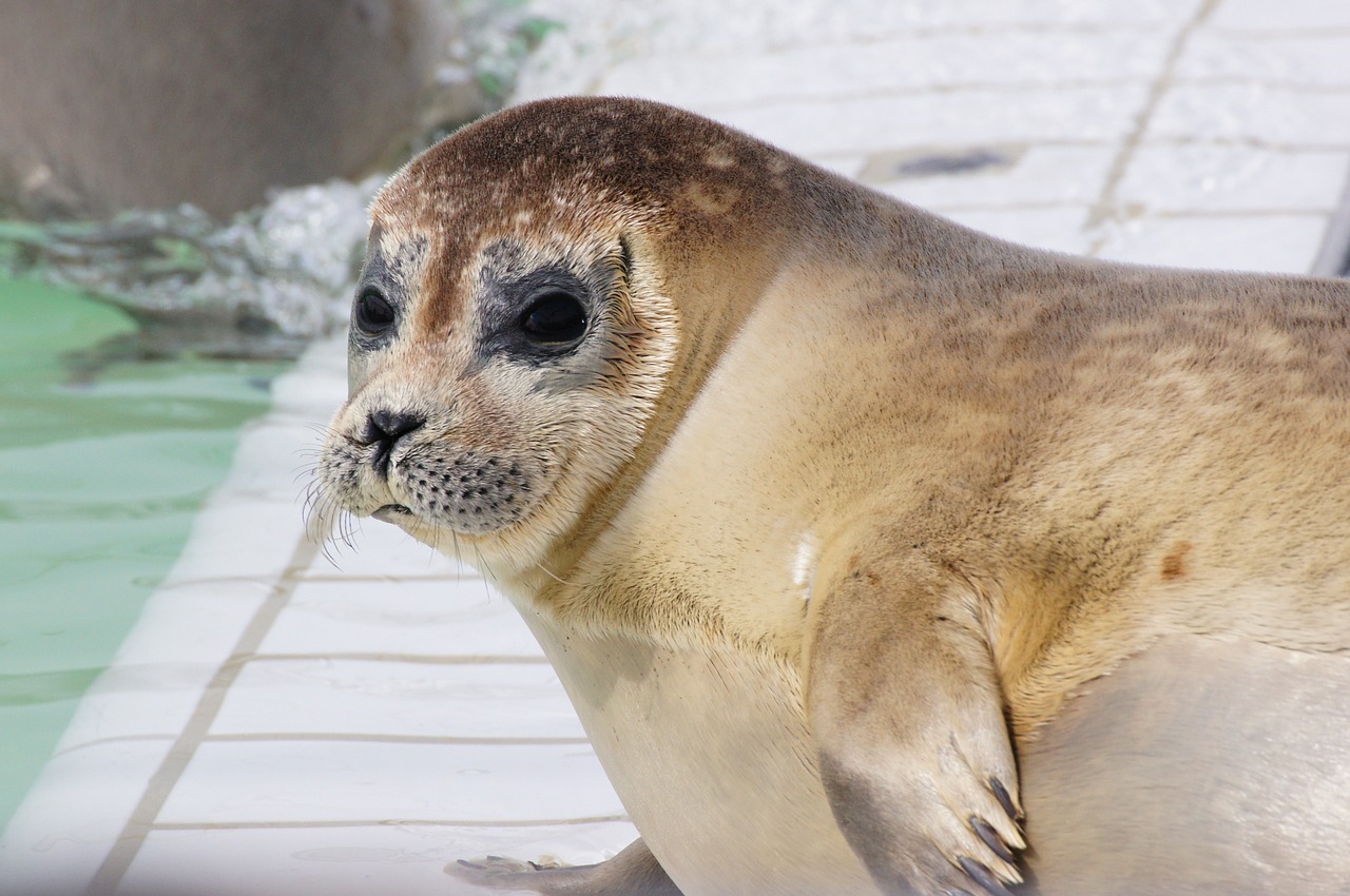 robbe seal seerobbe free photo