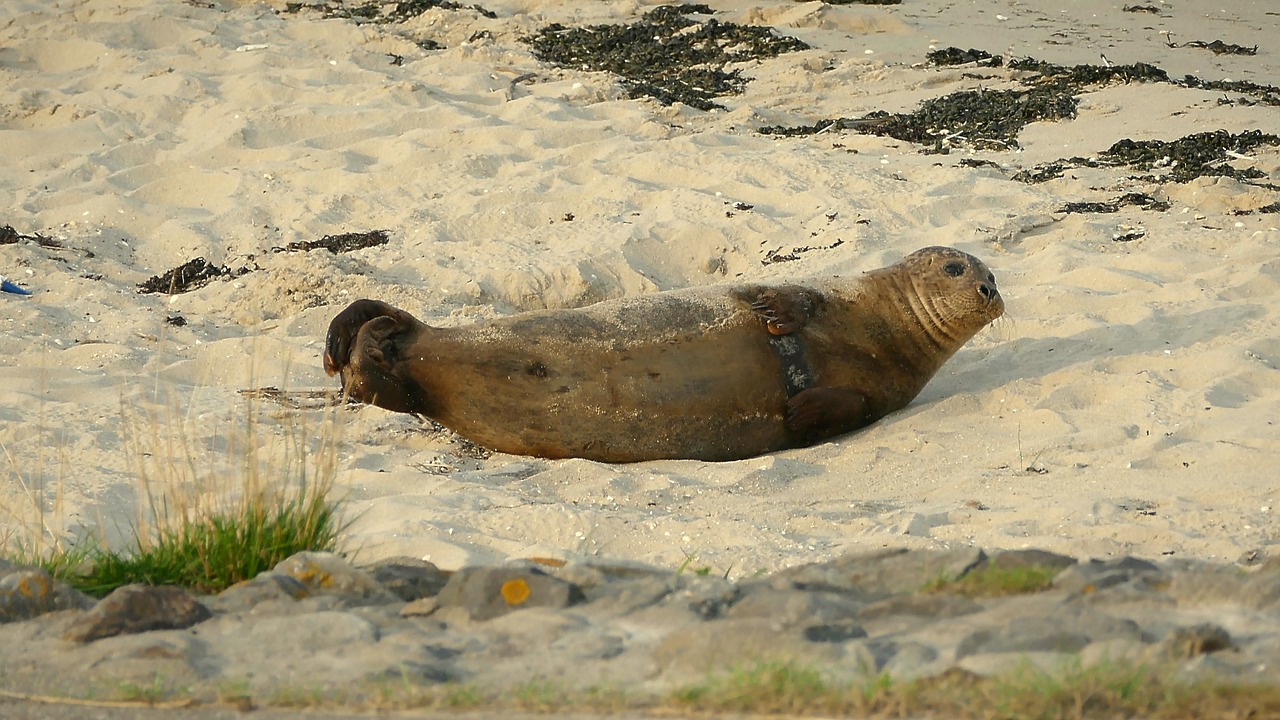 robbe howler seal free photo