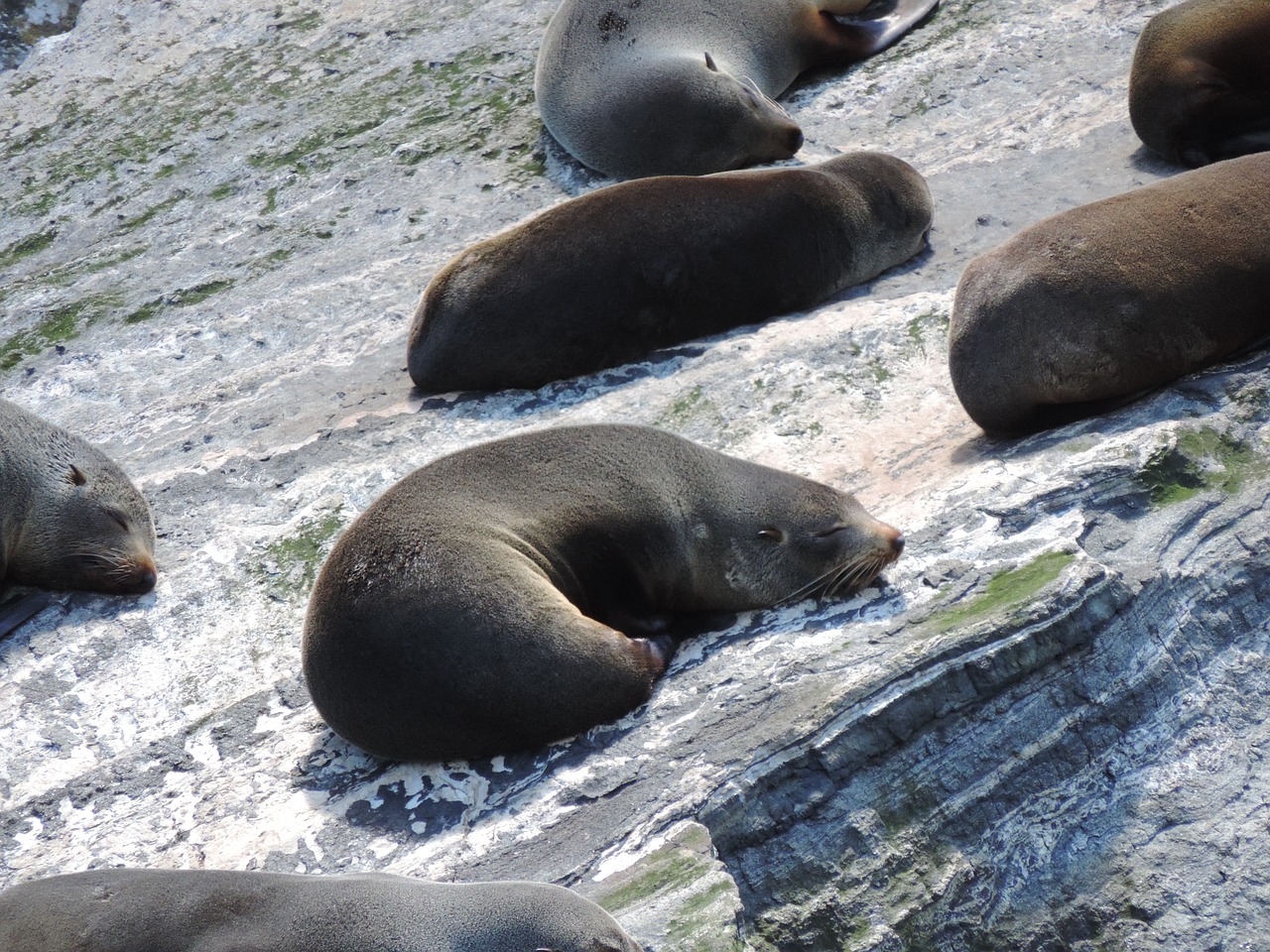 robbe animal seal free photo