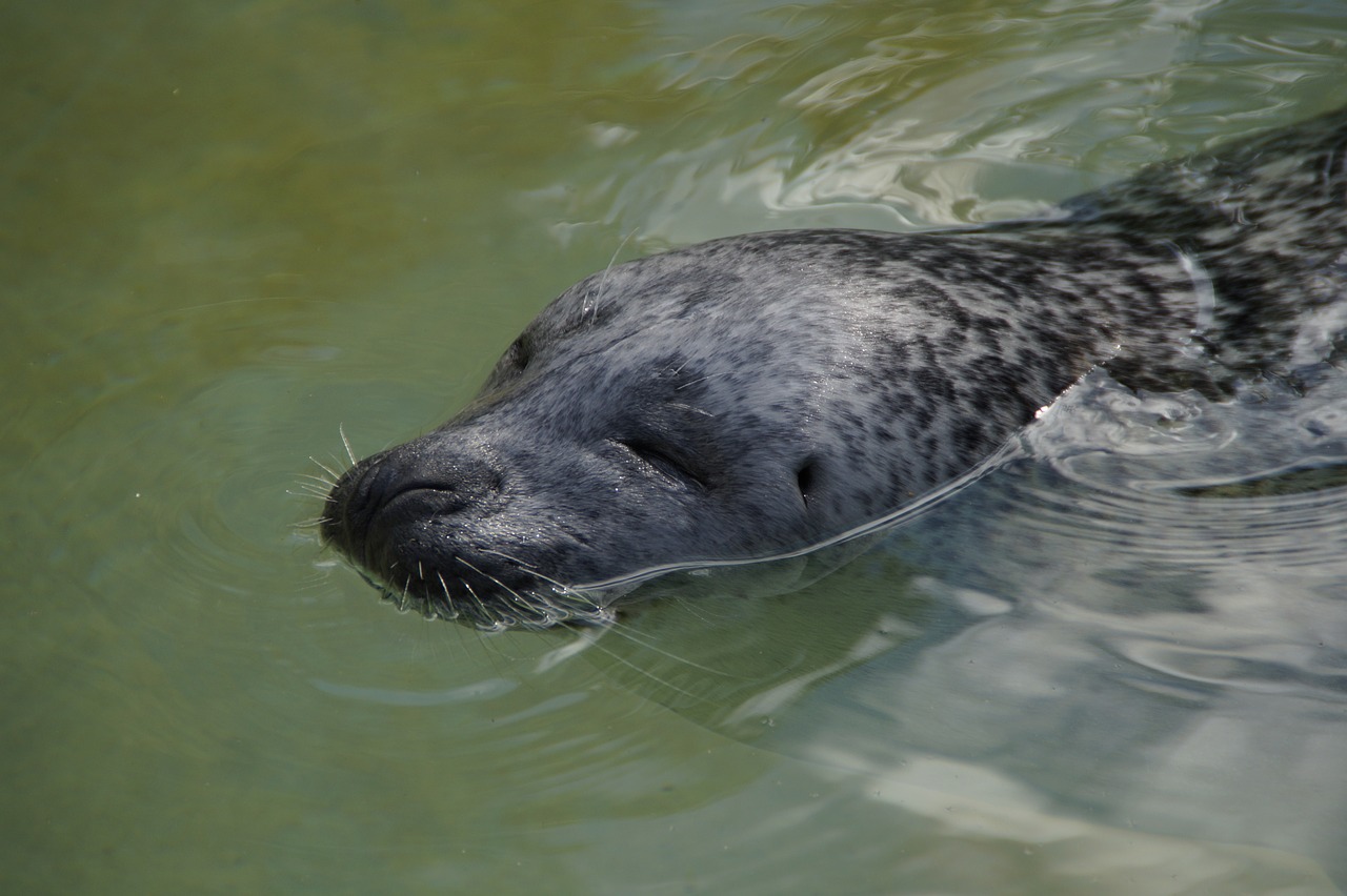 robbe seal swim free photo