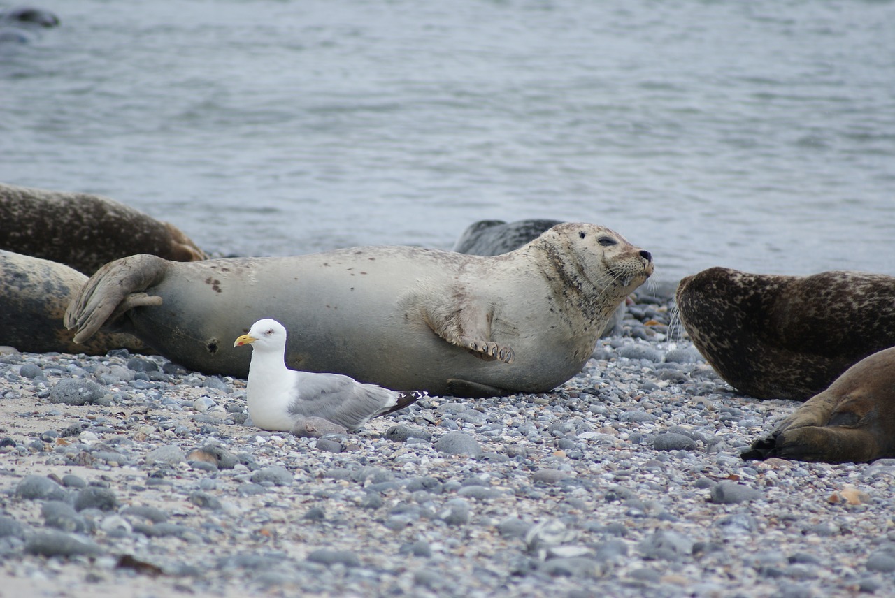 robbe gull sea free photo