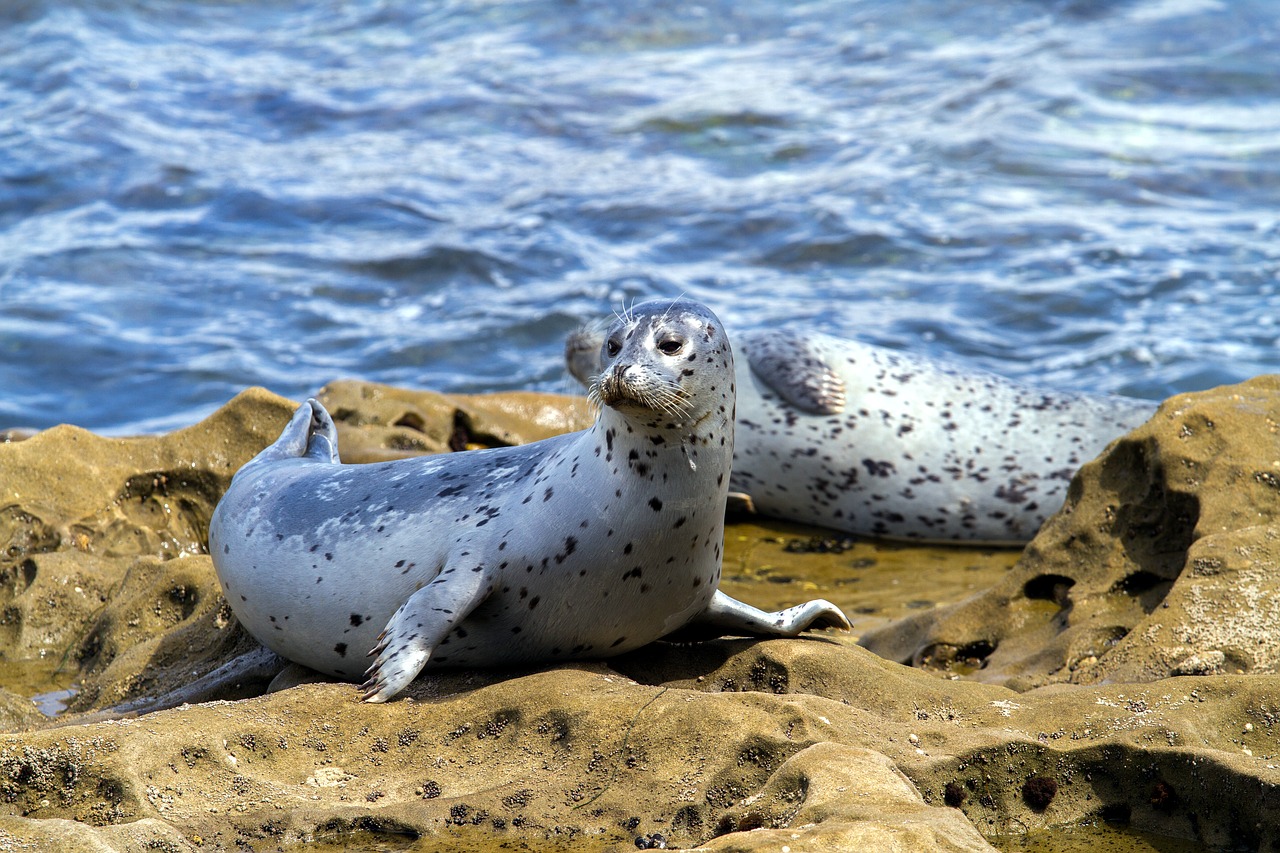 robbe seal aquatic animal free photo