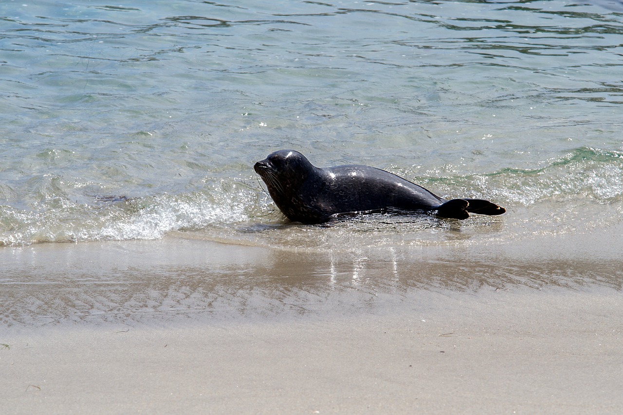robbe seal aquatic animal free photo
