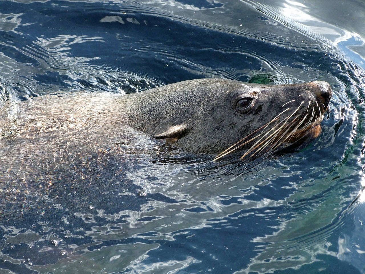 robbe fur seal arctocephalinae otariidae family of eared seal free photo