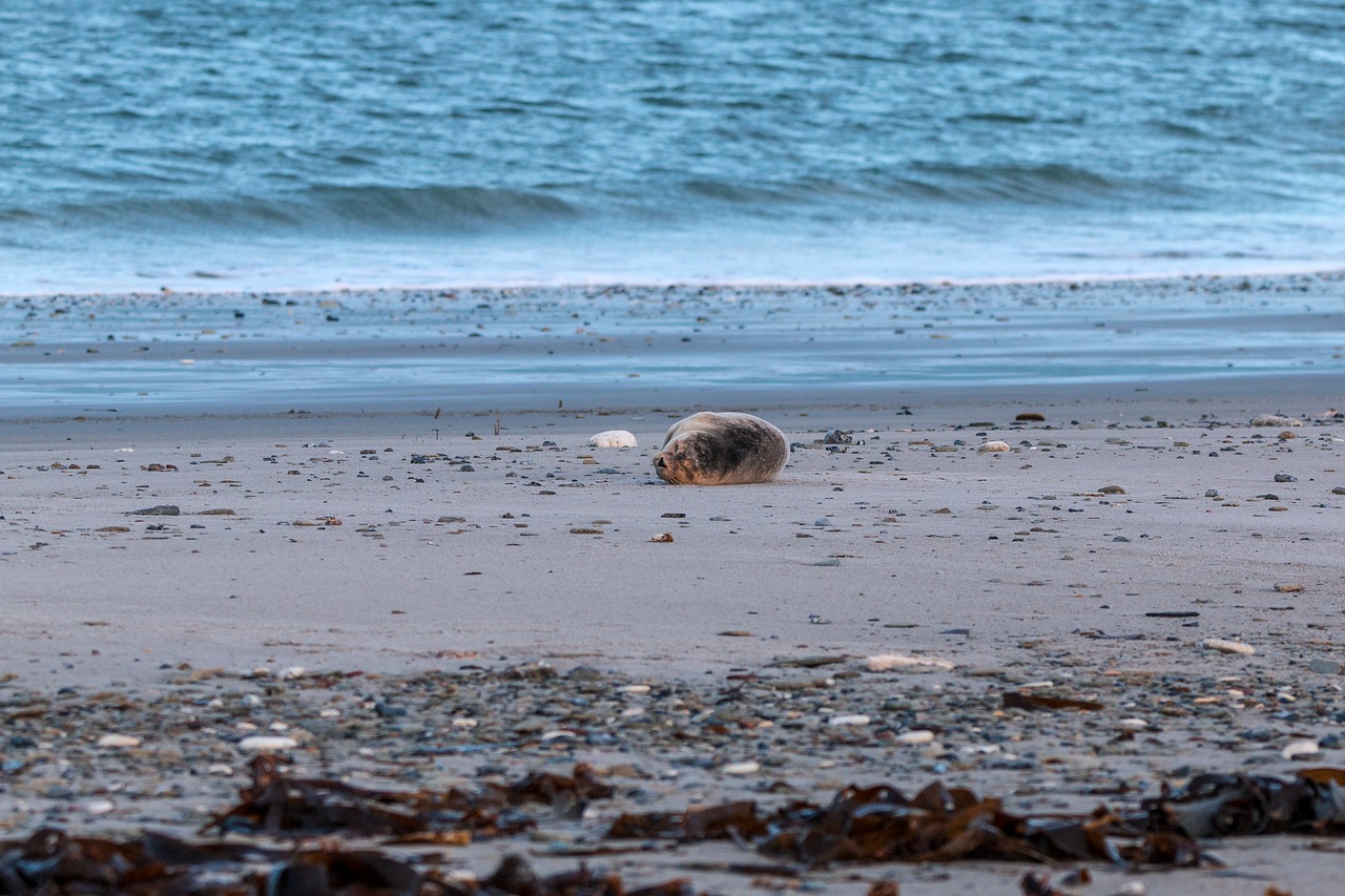 robbe grey seal helgoland free photo