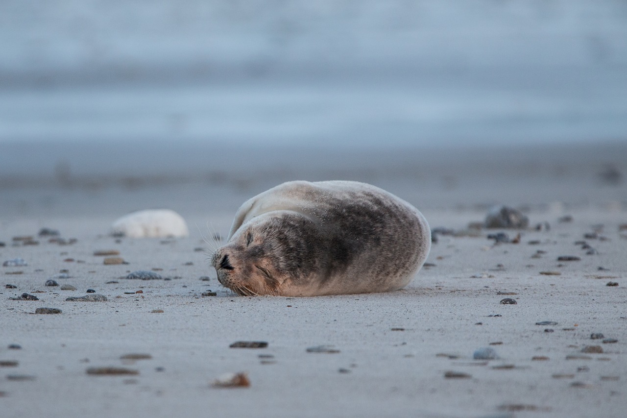 robbe grey seal helgoland free photo