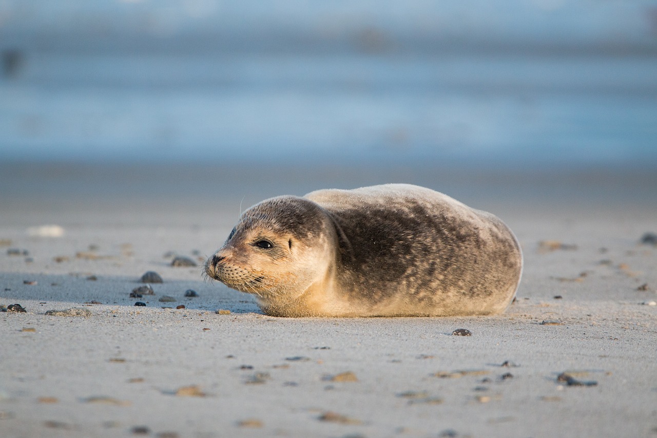 robbe grey seal helgoland free photo