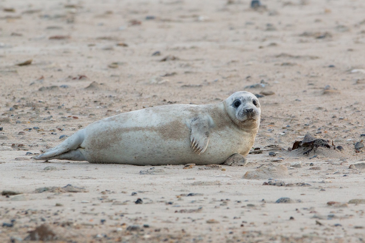 robbe grey seal helgoland free photo