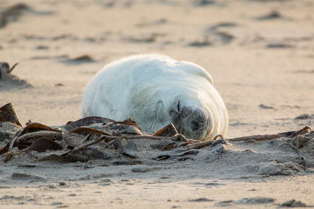 robbe grey seal helgoland free photo