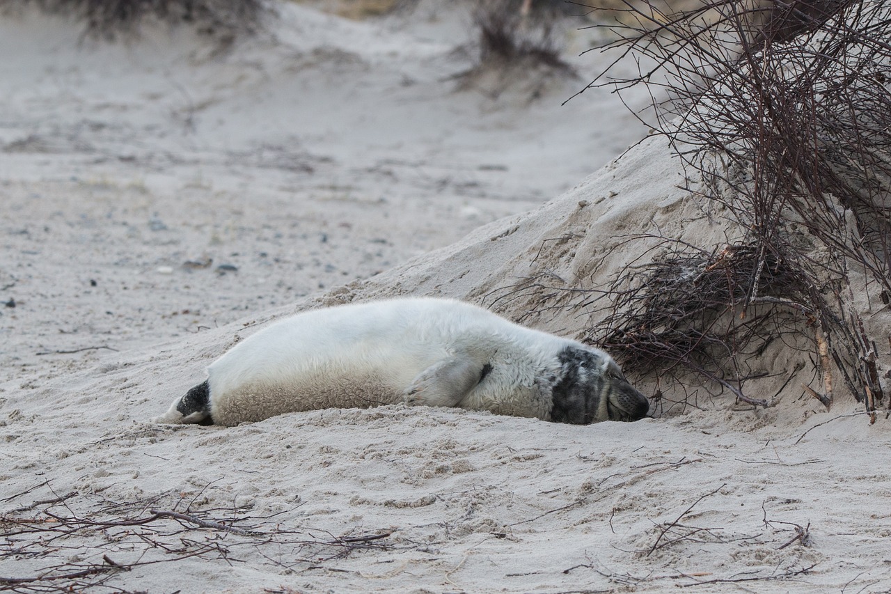 robbe grey seal helgoland free photo