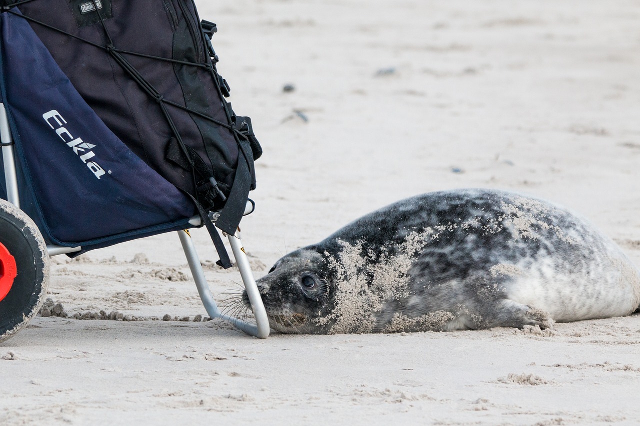 robbe grey seal helgoland free photo