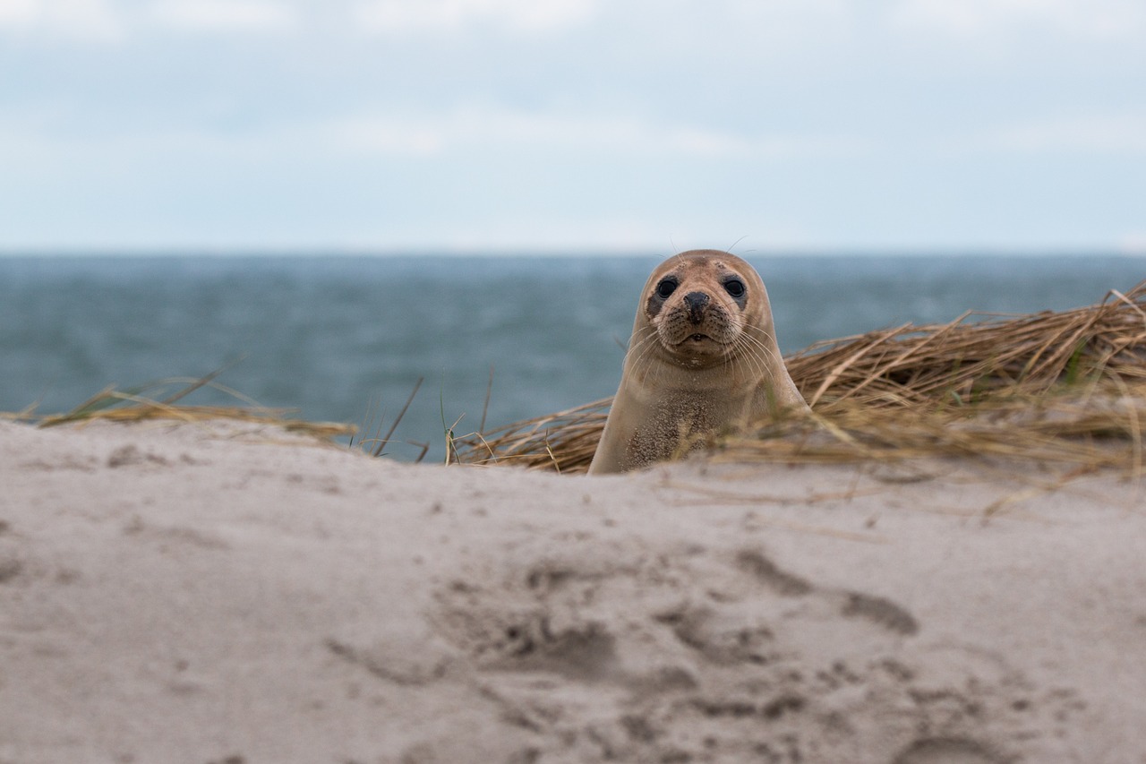 robbe grey seal helgoland free photo