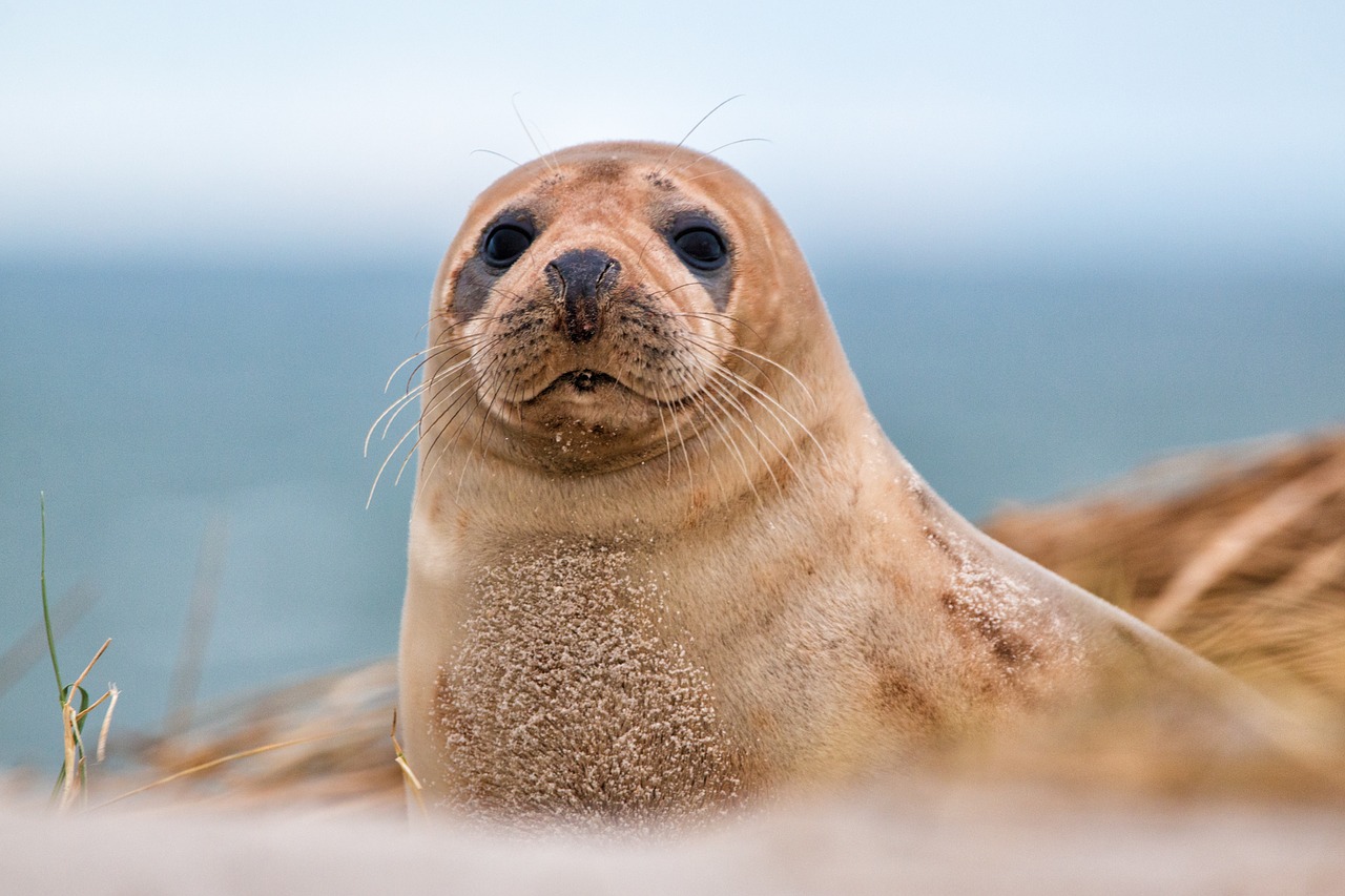 robbe grey seal helgoland free photo