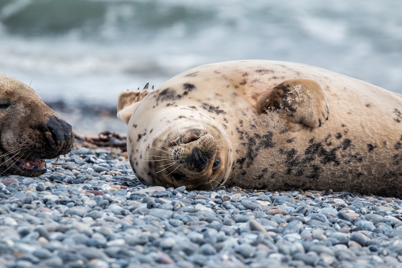 robbe grey seal helgoland free photo