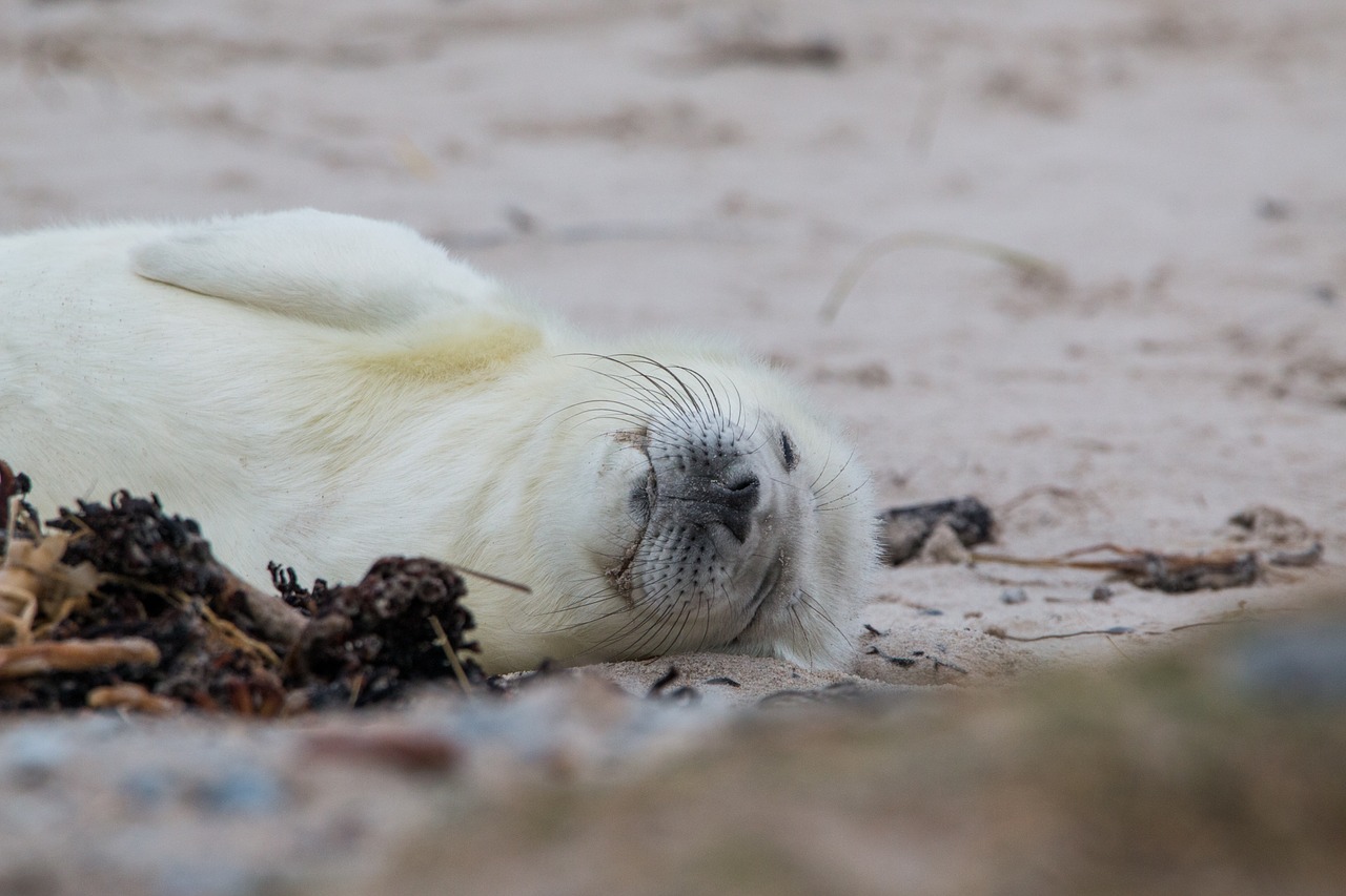 robbe grey seal helgoland free photo