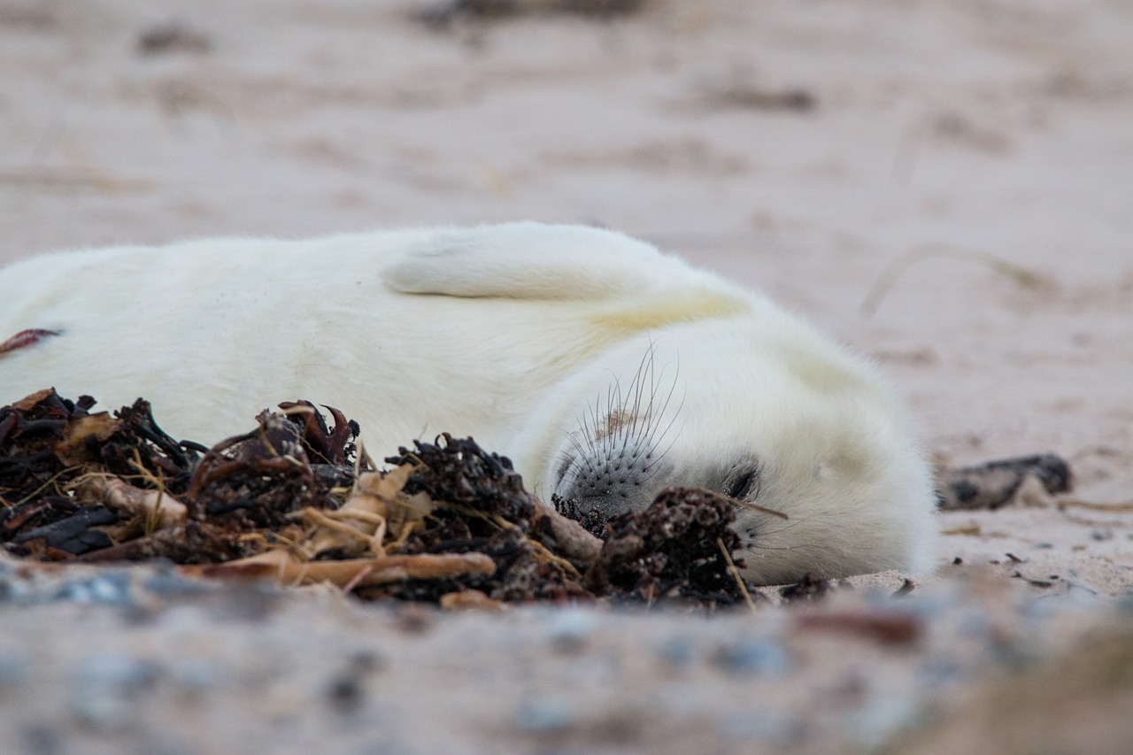 robbe grey seal helgoland free photo