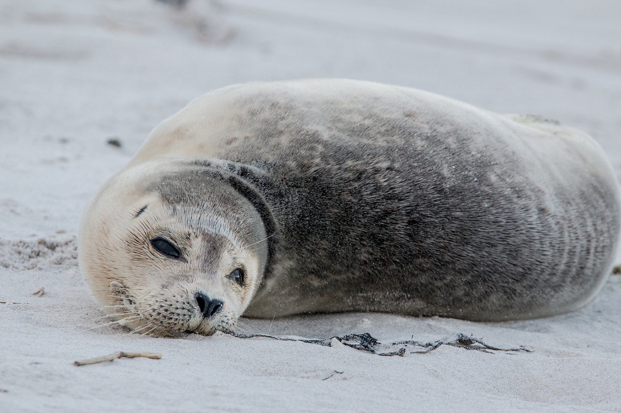 robbe grey seal helgoland free photo