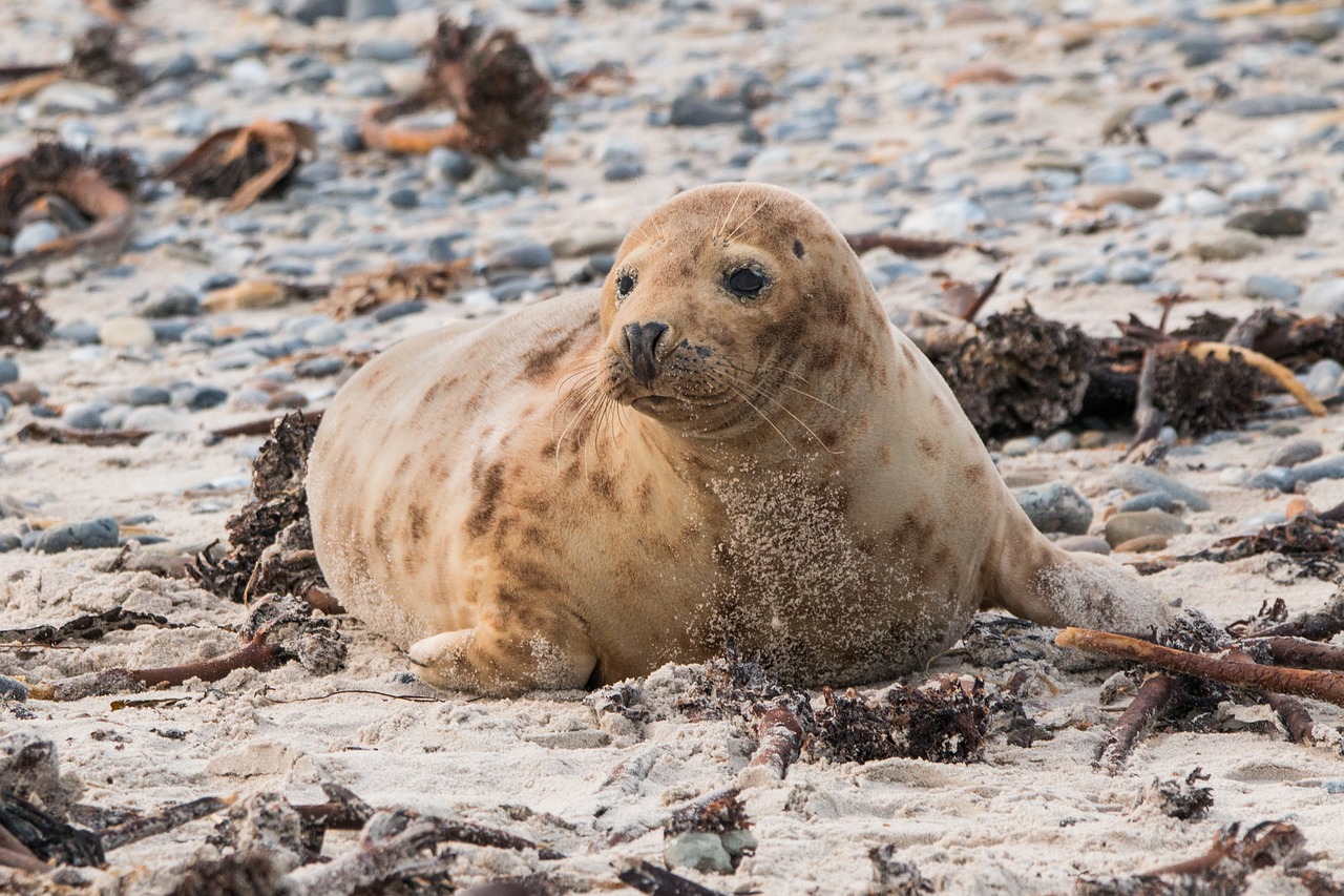 robbe grey seal helgoland free photo