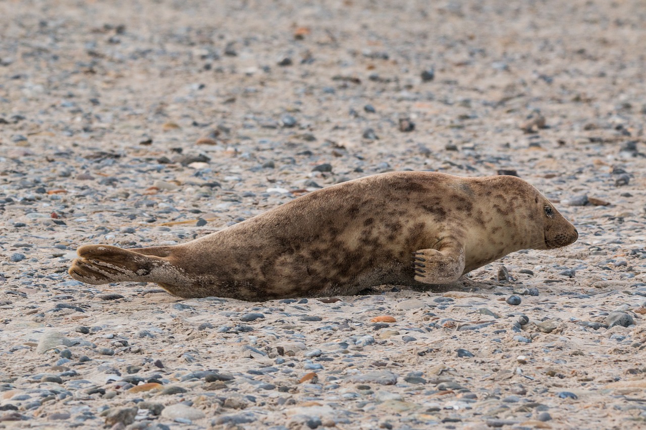 robbe grey seal helgoland free photo