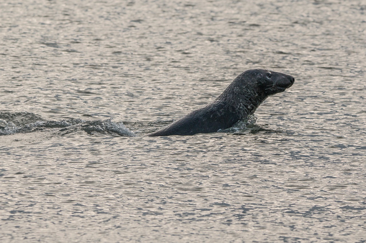 robbe grey seal helgoland free photo