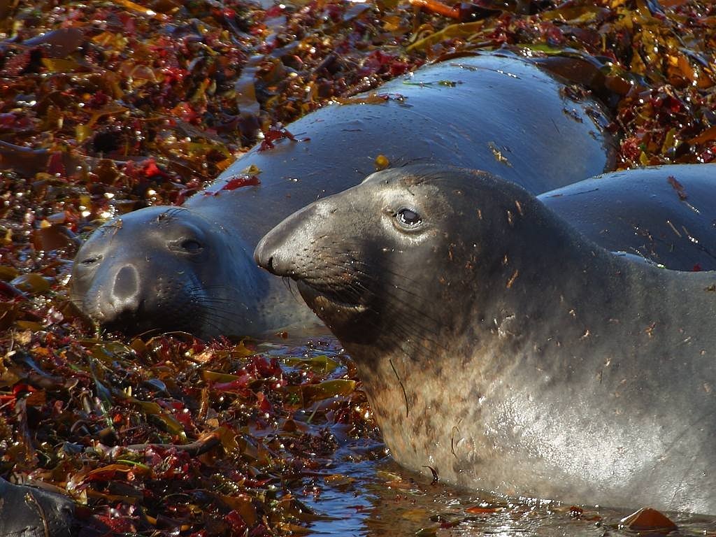 robbe seal meeresbewohner free photo
