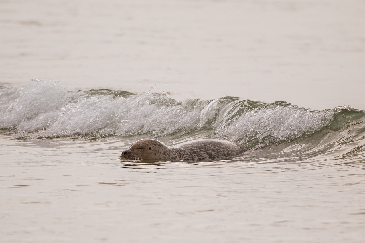 robbe water swim free photo