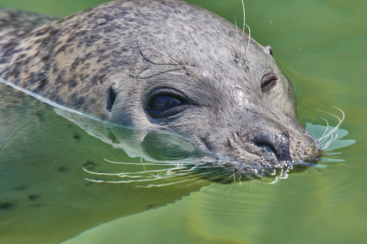 robbe  sea  mammal free photo