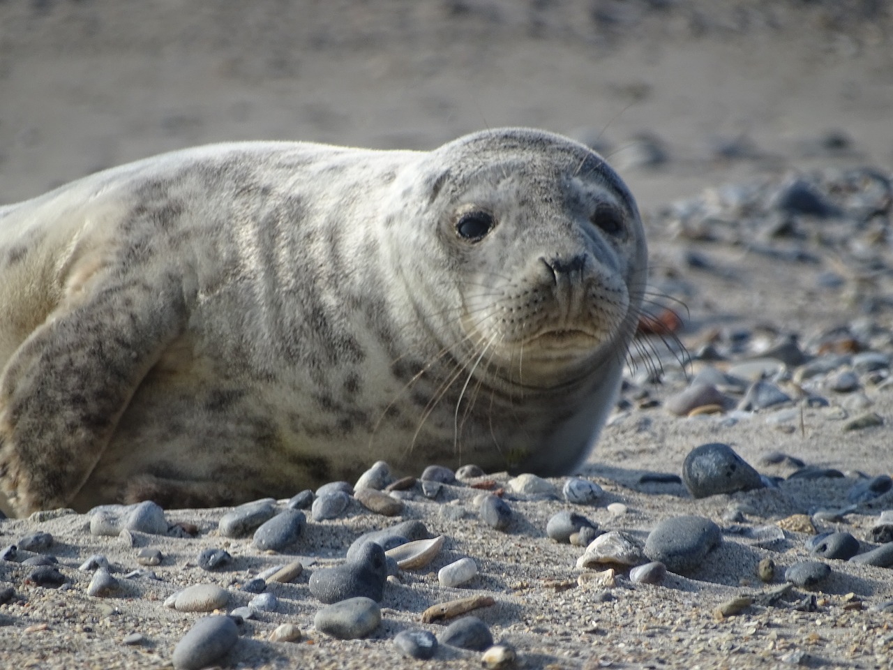 robbe  seal  helgoland free photo