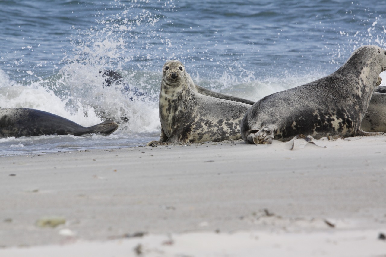 robbe  beach  sea free photo