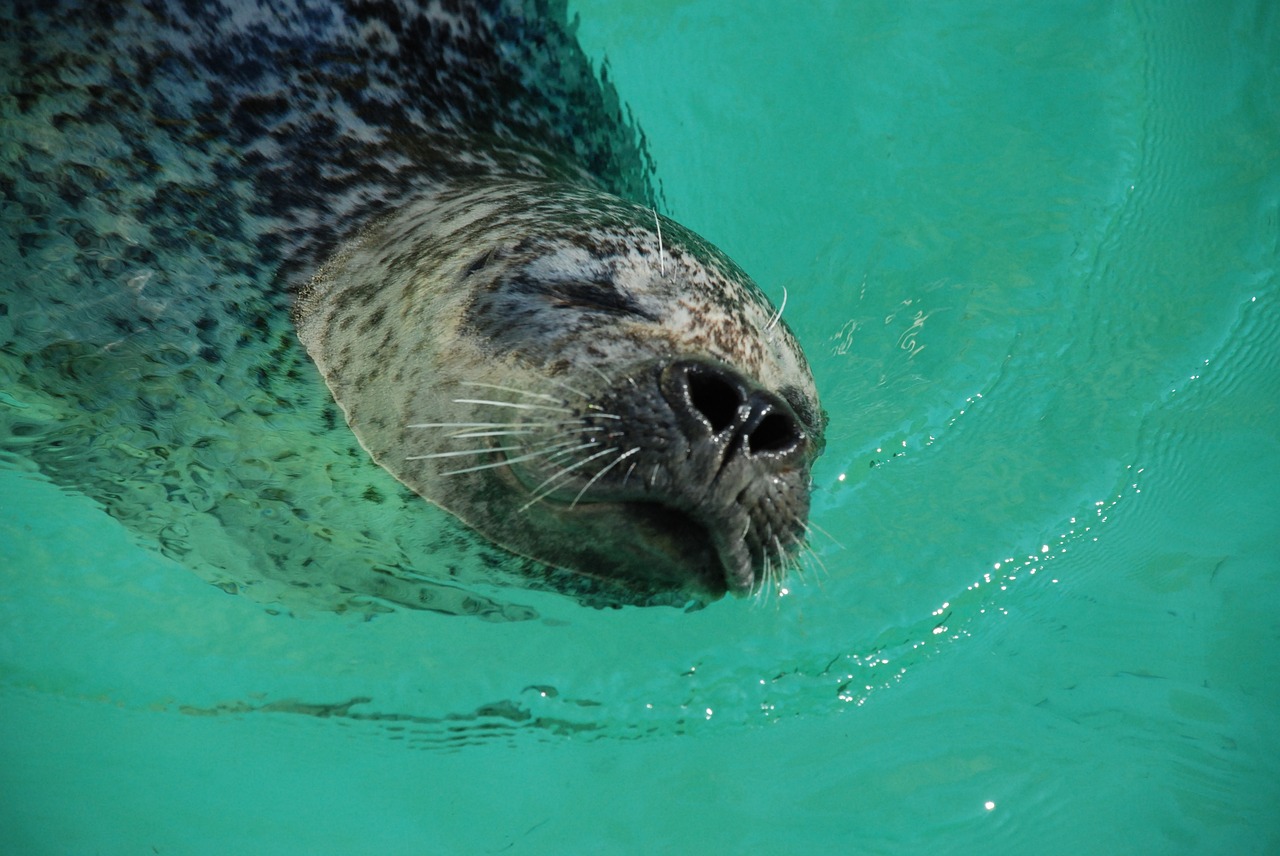 robbe  seal  zoo free photo