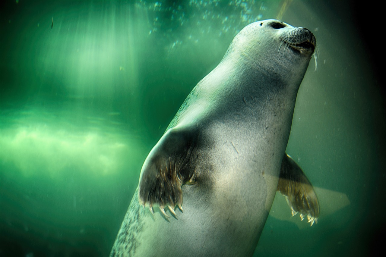robbe  seal  swim free photo